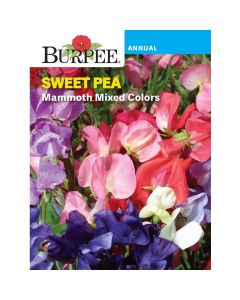 Sweet Pea, Mammoth Mixed Colors