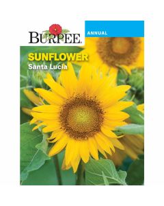 Sunflower, Santa Lucia
