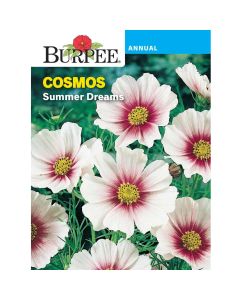 Cosmos, Summer Dreams