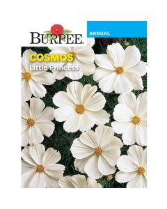 Cosmos, Little Princess