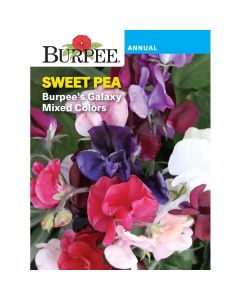 Sweet Pea, Burpee's Galaxy Mixed Colors