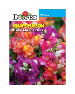 Snapdragon, Dward Mixed Colors