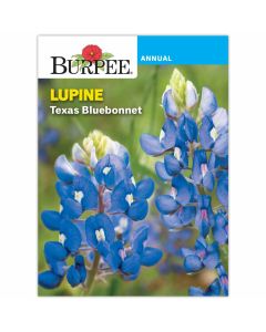 Lupine, Texas Bluebonnet