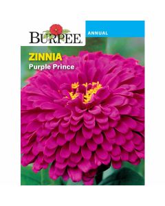 Zinnia, Purple Prince