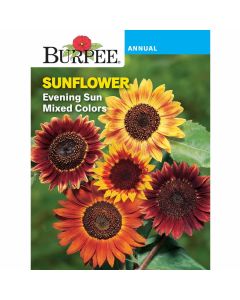 Sunflower, Evening Sun Mixed Colors