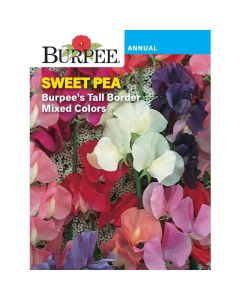 Sweet Pea, Burpee's Tall Border Mixed Colors