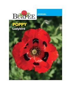 Poppy, Ladybird
