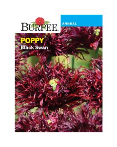 Poppy, Black Swan