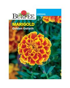 Marigold, Golden Goliath