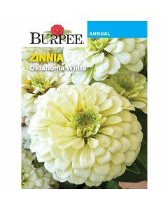 Zinnia, Oklahoma White