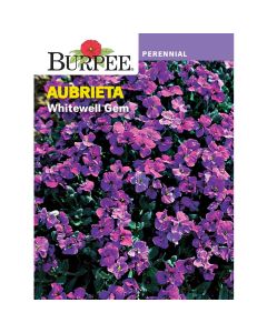 Aubrieta, Whitewell Gem