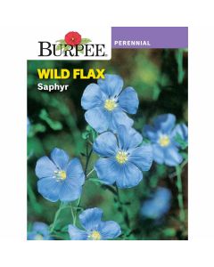 Wild Flax, Saphyr