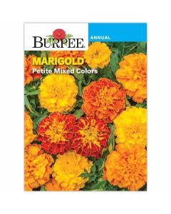 Marigold, Petite Mixed Colors