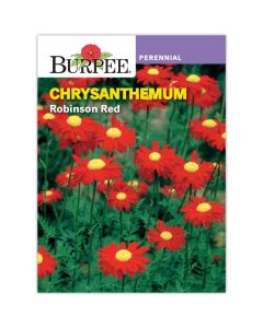 Chrysanthemum, Robinson Red