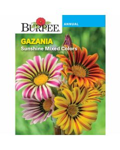 Gazania, Sunshine Mixed Colors