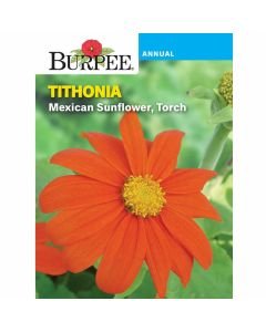 Tithonia, Mexican Sunflower Torch