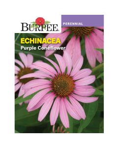 Echinacea, Purple Coneflower