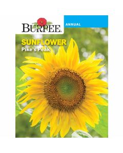 Sunflower, Pike's Peak