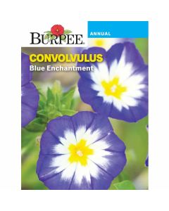 Convolvulus, Blue Enchantment