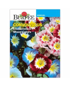 Convolvulus, Enchantment Mixed Colors