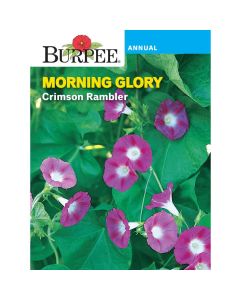Morning Glory, Crimson Rambler