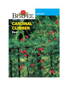Cardinal Climber, Red