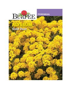 Alyssum, Gold Dust