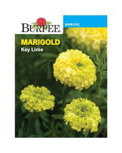 Marigold, Key Lime