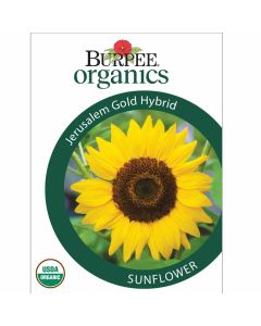 Sunflower, Jerusalem Gold Hybrid