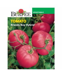 Tomato, Brandy Boy Hybrid