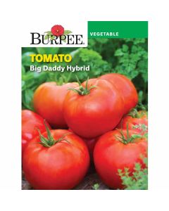 Tomato, Big Daddy Hybrid