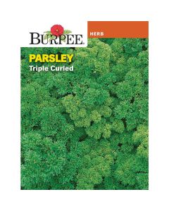 Parsley, Triple Curled