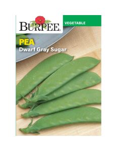 Pea, Dwarf Gray Sugar