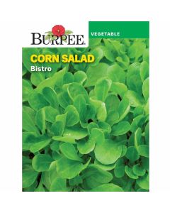 Corn Salad, Bistro