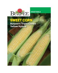 Corn, Sweet, Burpee's Triple Crown Yellow Hybrid