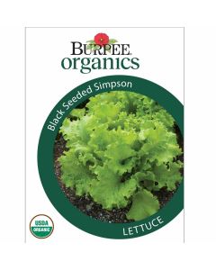 Lettuce, Black Seeded Simpson