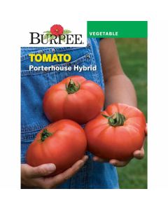 Tomato, Porterhouse Hybrid
