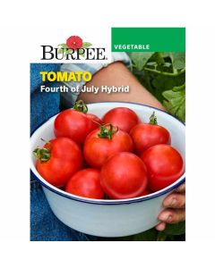 Tomato, Fourth of July Hybrid