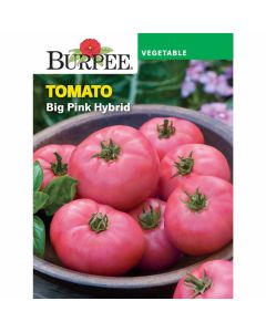 Tomato, Big Pink Hybrid