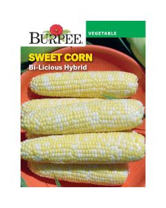 Corn, Sweet, Bi-Licious Hybrid