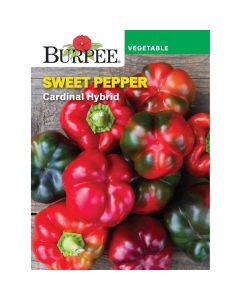 Sweet, Pepper, Cardinal Hybrid