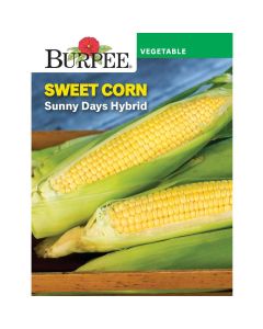 Sweet, Corn, Sunny Days Hybrid