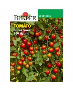 Tomato, Super Sweet 100 Hybrid