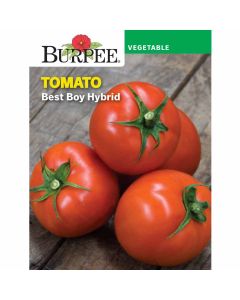 Tomato, Best Boy Hybrid