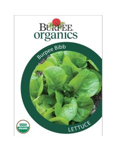 Lettuce, Burpee Bibb