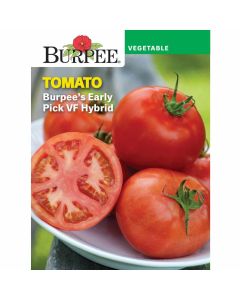 Tomato, Burpee's Early Pick VF Hybrid