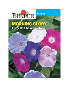 Morning Glory, Early Call Mixed Colors